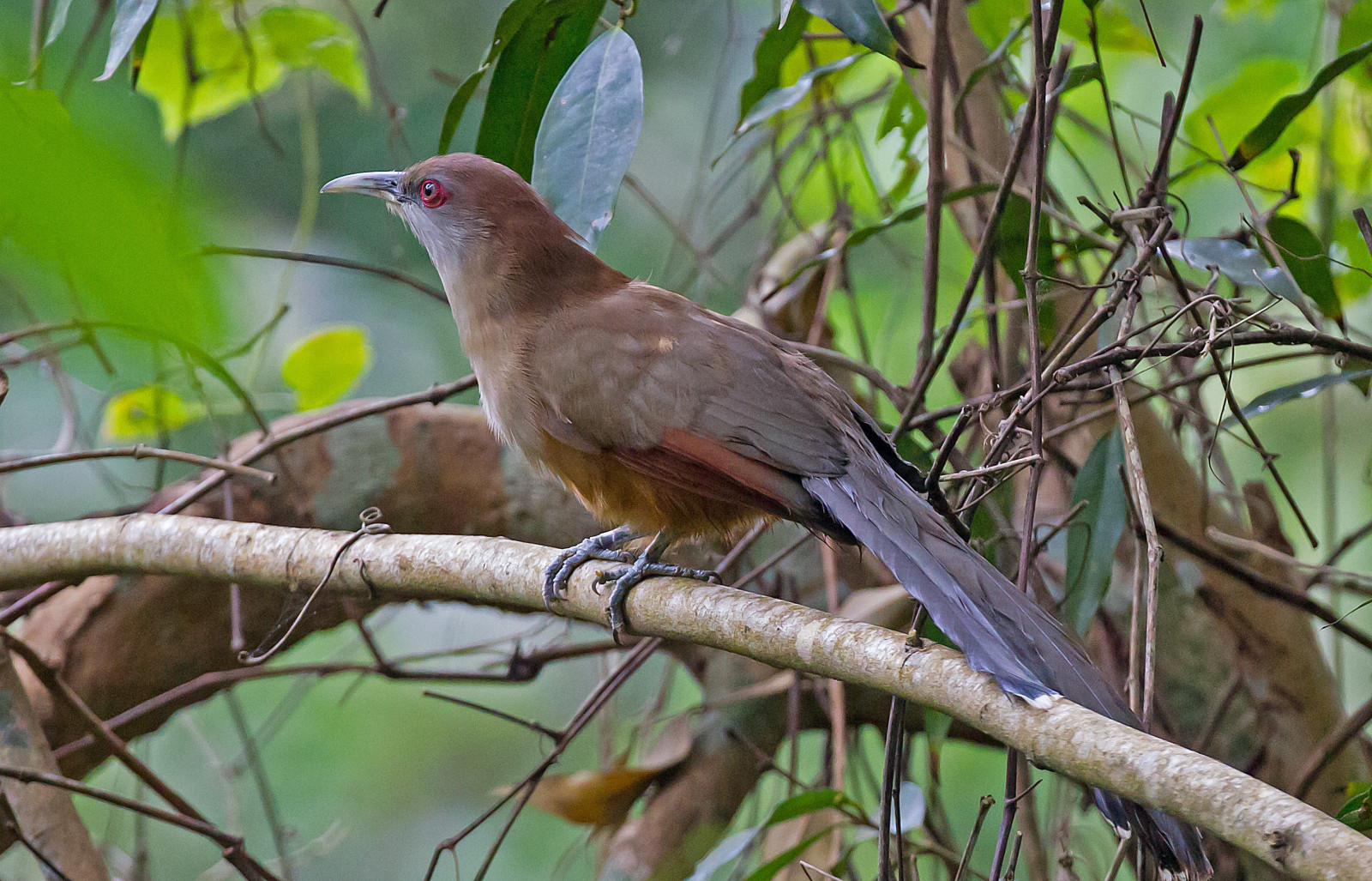image Great Lizard-Cuckoo